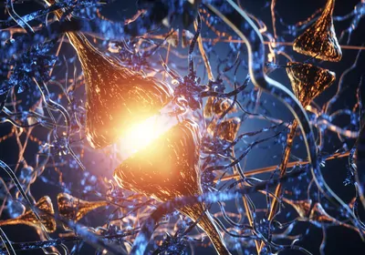 Autophagy and Mitophagy in Neurodegeneration: A Deep Dive Autophagy and Mitophagy in Neurodegeneration: A Deep Dive